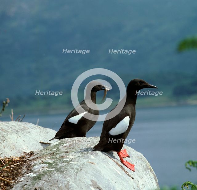 Black guillemot.