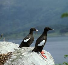 Black guillemot