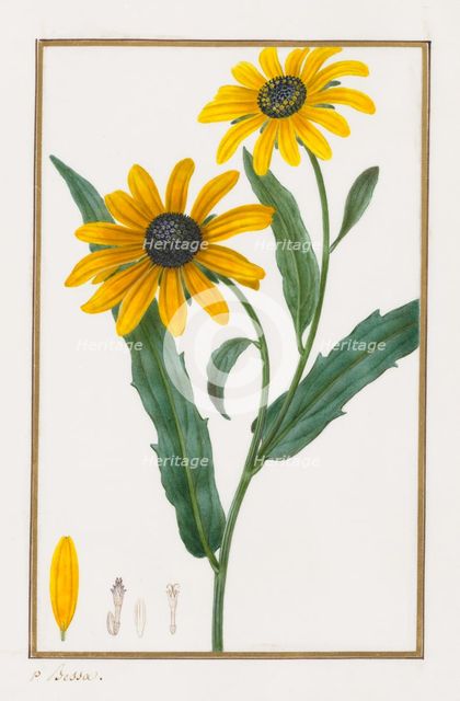 Black-eyed Susan, 1828-1835. Creator: Pancrace Bessa (French, 1772-1846).