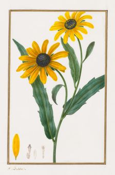 Black-eyed Susan, 1828-1835. Creator: Pancrace Bessa (French, 1772-1846)