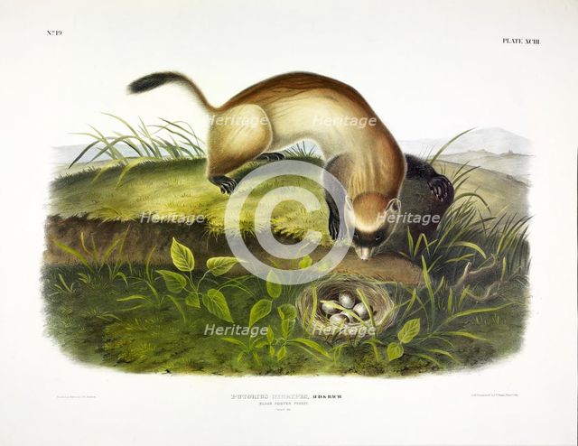 Black Footed Ferret, Putorius Nigripes, 1845.