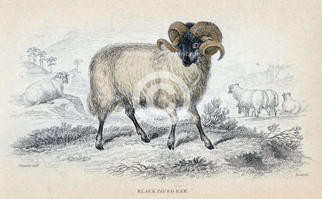 'Black Faced Ram', mid 19th century. Creator: William Home Lizars.