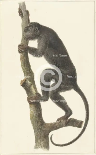 Black howler monkey (Paraguay), 1759-1842. Creator: Pieter Bartholomeusz. Barbiers.
