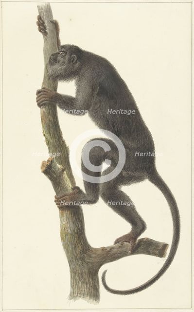 Black howler monkey (Paraguay), 1759-1842. Creator: Pieter Bartholomeusz. Barbiers.