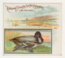 Black Head Duck, from the Game Birds series (N40) for Allen & Ginter Cigarettes, 1888-90. Creator: Allen & Ginter