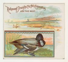 Black Head Duck, from the Game Birds series (N40) for Allen & Ginter Cigarettes, 1888-90. Creator: Allen & Ginter