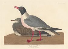 Black-headed Gull, 1836. Creator: Robert Havell