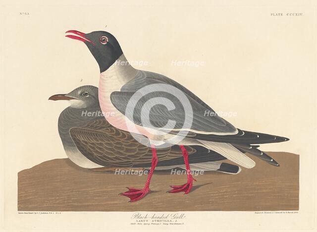 Black-headed Gull, 1836. Creator: Robert Havell.