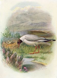 Black-Headed Gull - Lar'us ridibun'dus c1910, (1910). Artist: George James Rankin