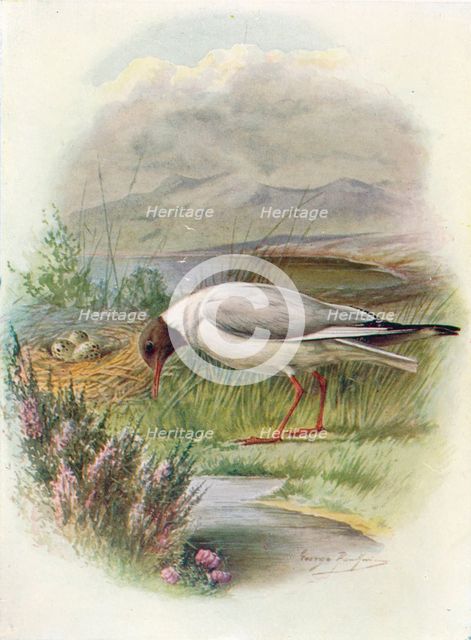 'Black-Headed Gull - Lar'us ridibun'dus', c1910, (1910). Artist: George James Rankin.