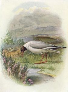 Black-Headed Gull - Lar'us ridibun'dus c1910, (1910). Artist: George James Rankin