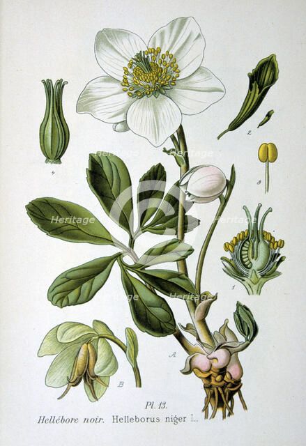 Black hellebore, 1893. Artist: Unknown
