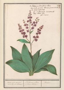 Black hellebore (Veratrum nigrum), 1596-1610. Creators: Anselmus de Boodt, Elias Verhulst