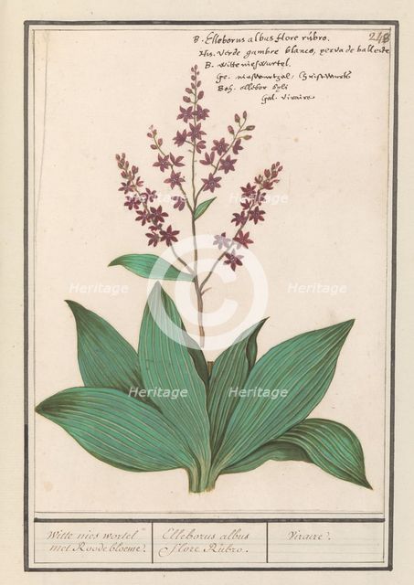 Black hellebore (Veratrum nigrum), 1596-1610. Creators: Anselmus de Boodt, Elias Verhulst.