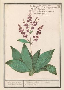 Black hellebore (Veratrum nigrum), 1596-1610. Creators: Anselmus de Boodt, Elias Verhulst