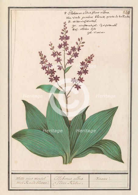 Black hellebore (Veratrum nigrum), 1596-1610. Creators: Anselmus de Boodt, Elias Verhulst.