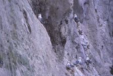 Black-legged kittiwakes (Rissa Tridactyla) Nesting on Chalk Cliff, Kent, 20th century. Artist: CM Dixon
