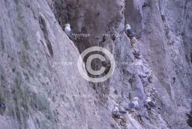 Black-legged kittiwakes (Rissa Tridactyla) Nesting on Chalk Cliff, Kent, 20th century. Artist: CM Dixon.