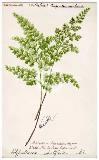 Black-Maidenhair Spleenwort (Polypodiacea Acotyledon No. 6), September 1904. Creator: William Catto.