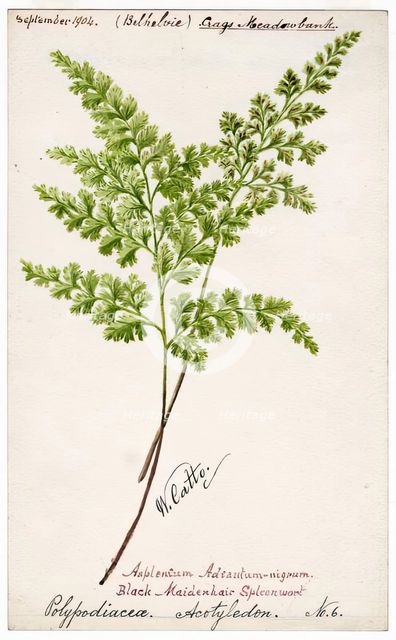Black-Maidenhair Spleenwort (Polypodiacea Acotyledon No. 6), September 1904. Creator: William Catto.