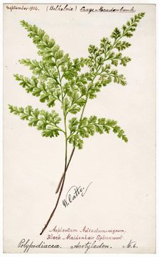 Black-Maidenhair Spleenwort (Polypodiacea Acotyledon No. 6), September 1904. Creator: William Catto