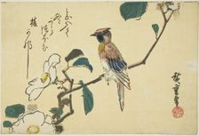 Black-naped oriole on camellia branch, n.d. Creator: Ando Hiroshige