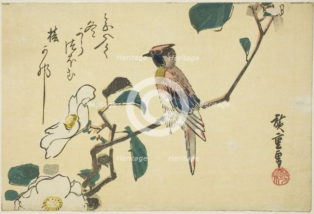 Black-naped oriole on camellia branch, n.d. Creator: Ando Hiroshige.