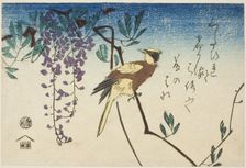 Black-naped oriole and wisteria, n.d. Creator: Ando Hiroshige