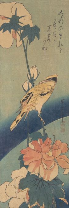 Black-naped Oriole Perched on a Stem of Rose Mallow, ca. 1834., ca. 1834. Creator: Ando Hiroshige