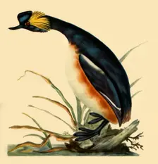 Black-Necked Grebe c1795, (1942). Creator: Edward Donovan
