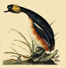 Black-Necked Grebe c1795, (1942). Creator: Edward Donovan