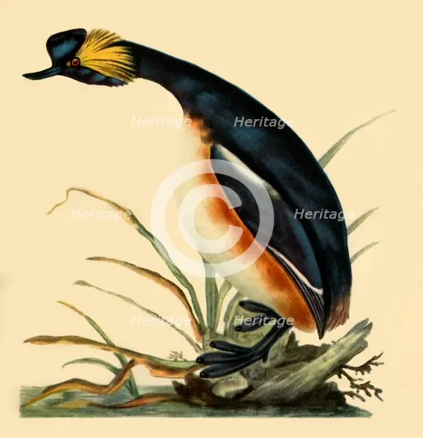 'Black-Necked Grebe', c1795, (1942).  Creator: Edward Donovan.