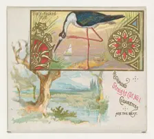 Black-necked Stilt, from the Game Birds series (N40) for Allen & Ginter Cigarettes, 1888-90. Creator: Allen & Ginter