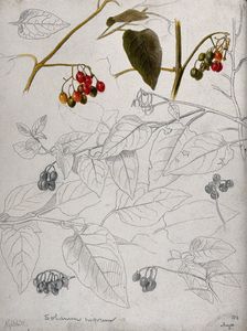 Black nightshade (Solanum nigrum): leaves and fruits. Creator: Unknown