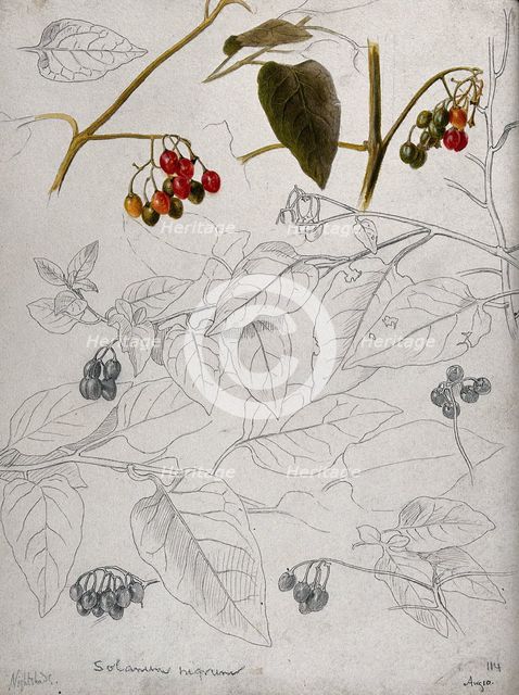 Black nightshade (Solanum nigrum): leaves and fruits. Creator: Unknown.