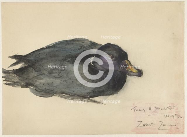 Black scoter, 1885-1931. Creator: Frederika Henriëtte Broeksmit.