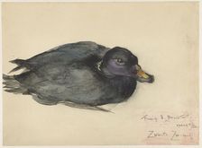 Black scoter, 1885-1931. Creator: Frederika Henriëtte Broeksmit