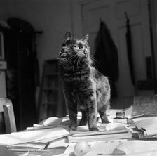 Black shorthair cat standing on papers on a desk, possibly in Newbarn, Isle of Wight, 1960s Artist: John Gay