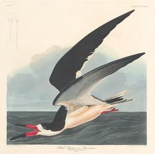Black Skimmer, 1836. Creator: Robert Havell