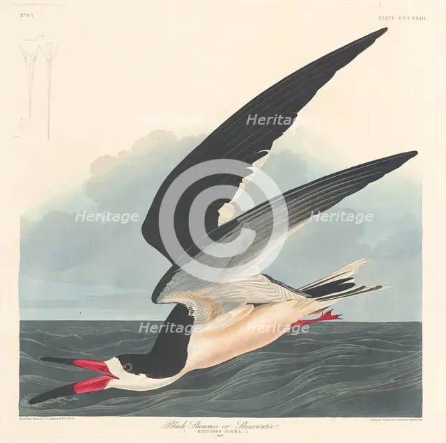 Black Skimmer, 1836. Creator: Robert Havell.