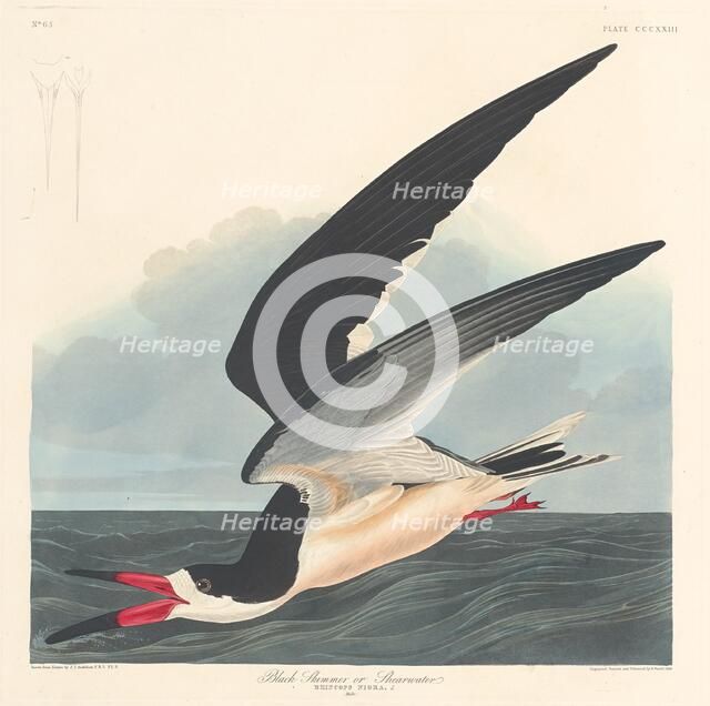 Black Skimmer, 1836. Creator: Robert Havell.