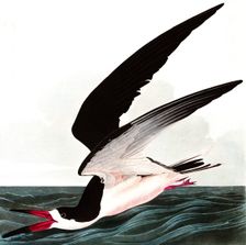 Black Skimmer or Shearwater, Rhincops Nigra, 1845