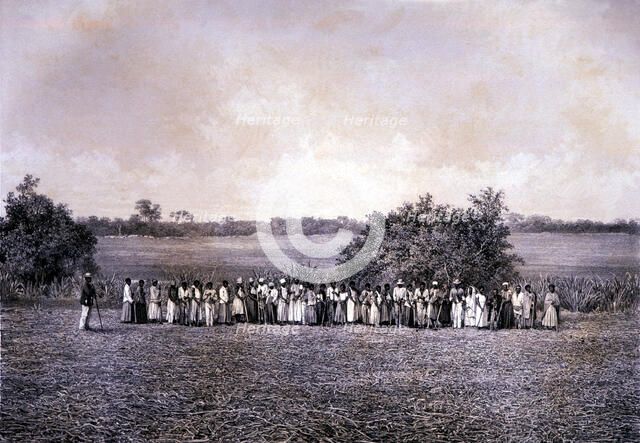 Black slaves working in the sugar harvest, lithograph.