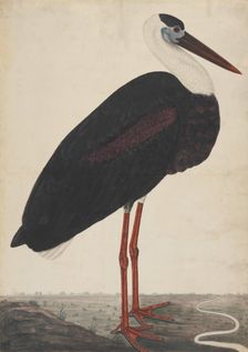Black Stork in a Landscape, ca. 1780. Creator: Unknown