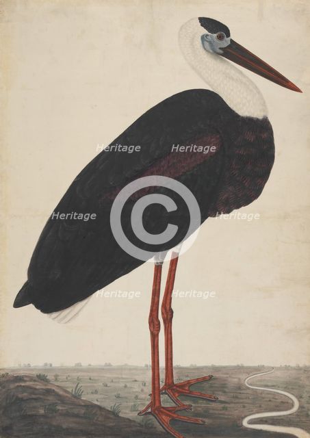 Black Stork in a Landscape, ca. 1780. Creator: Unknown.