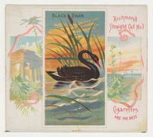 Black Swan, from Birds of the Tropics series (N38) for Allen & Ginter Cigarettes, 1889. Creator: Allen & Ginter