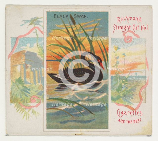 Black Swan, from Birds of the Tropics series (N38) for Allen & Ginter Cigarettes, 1889. Creator: Allen & Ginter.