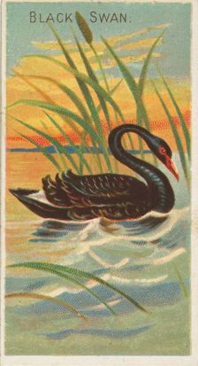 Black Swan, from the Birds of the Tropics series (N5) for Allen & Ginter Cigarettes Brands, 1889. Creator: Allen & Ginter