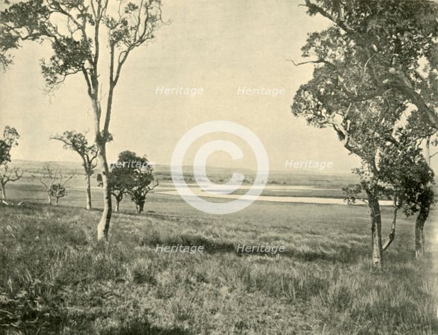 'Black Swan Lagoon, near Warwick, Queensland', 1901. Creator: Unknown.