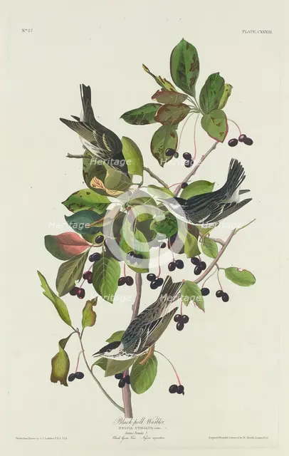 Black-Poll Warbler, 1832. Creator: Robert Havell.